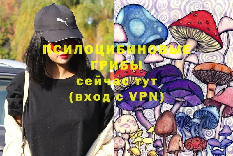 Псилоцибиновые грибы Psilocybine cubensis  Горняк 